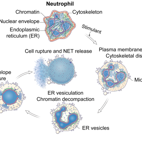 Cellular Biophysics of Neutrophils – Lessons from NETosis