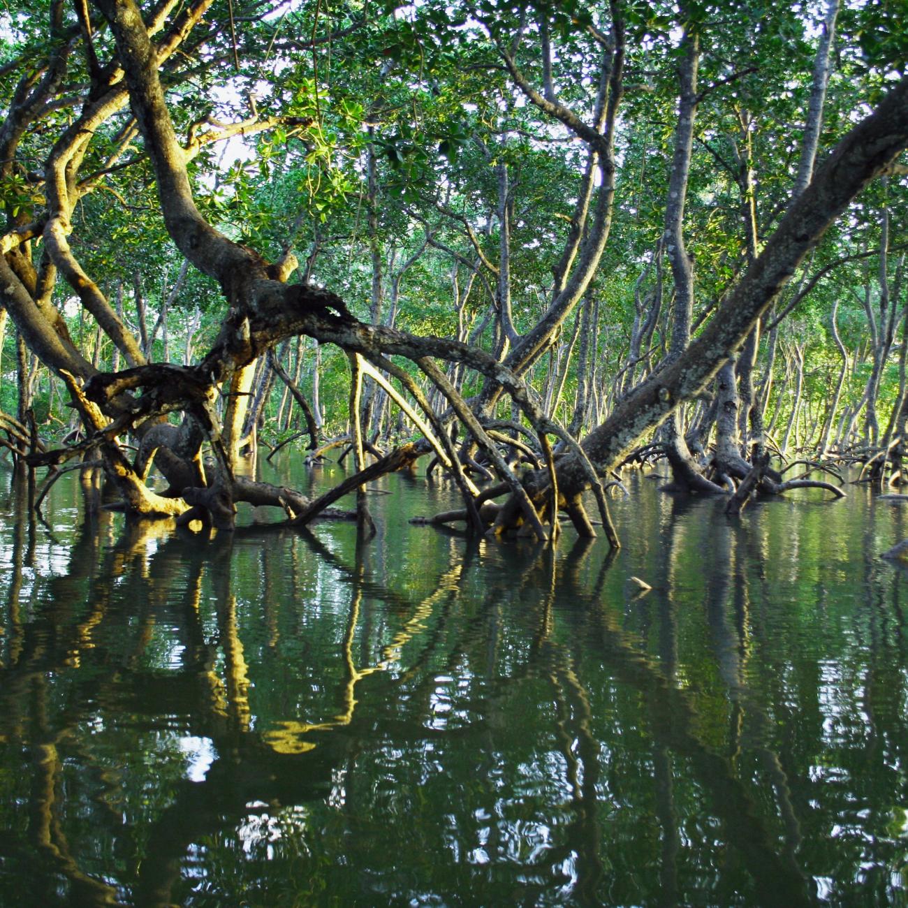 mangrove