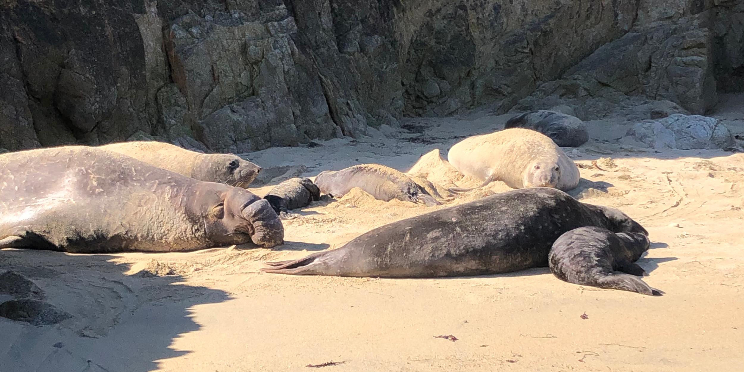 Elephant and harbor seals at Point Reyes National Seashore. (Photo/ Silas Gifford)