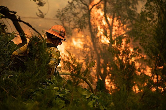 Firefighter facing burning fire with trees surrounding 