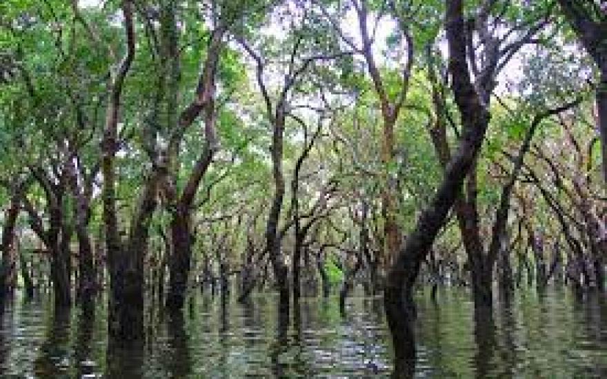 Impact of Climate Change on Mangrove Forests