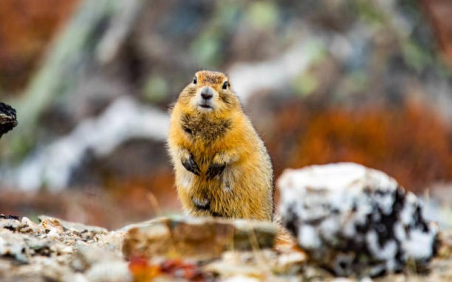 Squirrel