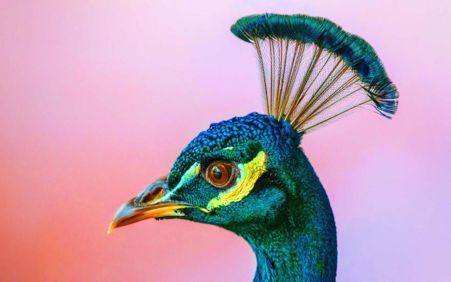 Using a new technique called “Oz,” scientists at UC Berkeley can trick the eye into seeing images, videos and even a brand new color — a profoundly saturated peacock green that they named “olo.”